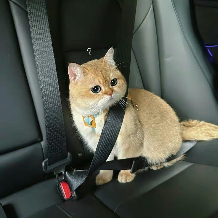 一口猪崽🐷（孕晚期）