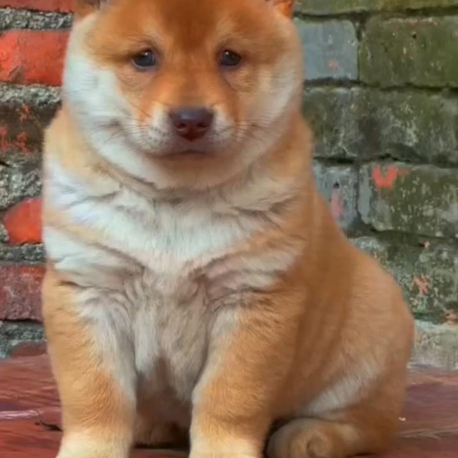 大山纯种（田园犬）