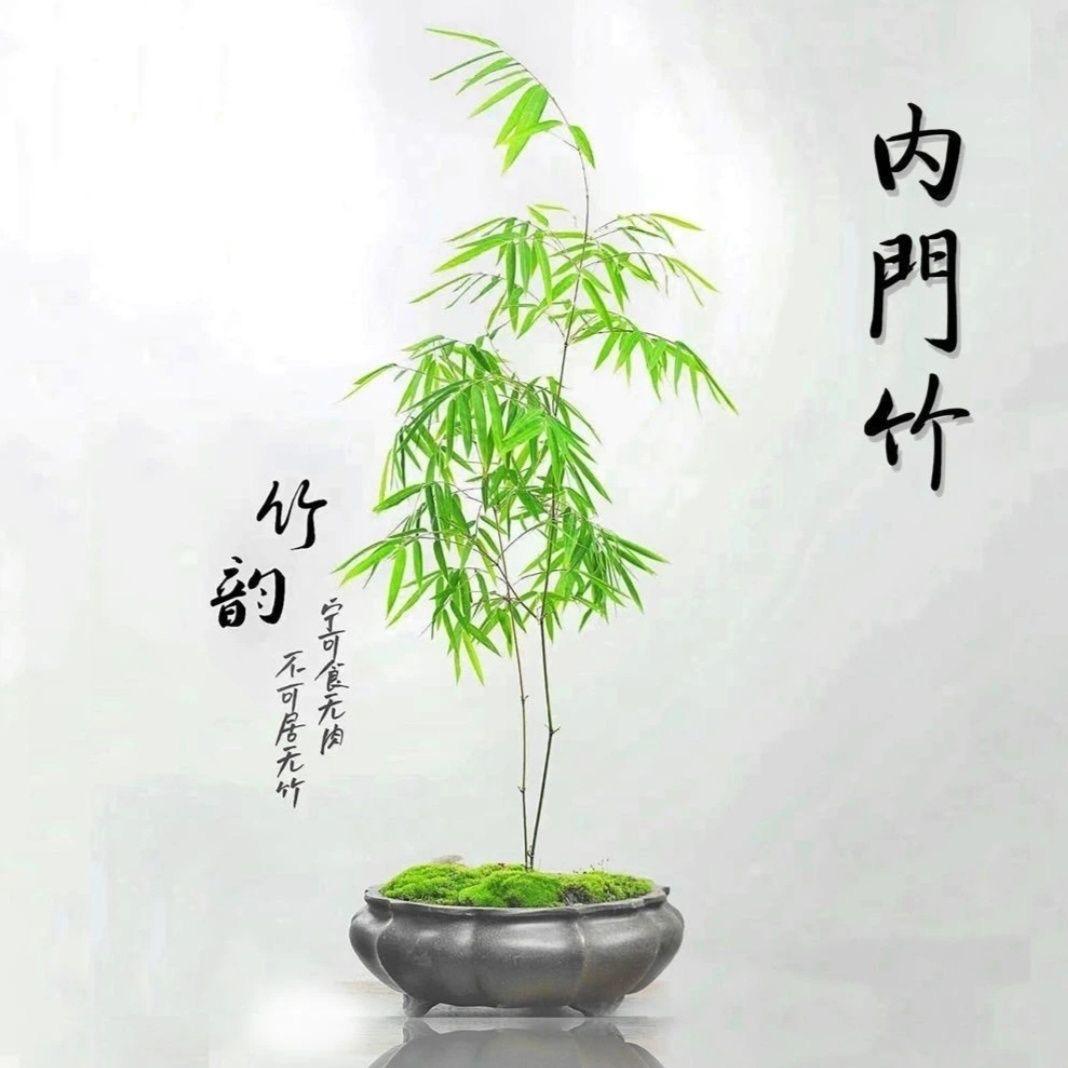 花舍竹韵