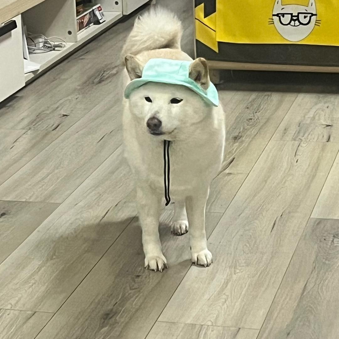 _圆气小白