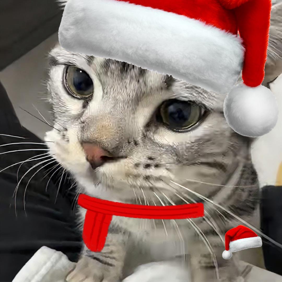 香香薯饼ᗜ ˰ ᗜ🌮