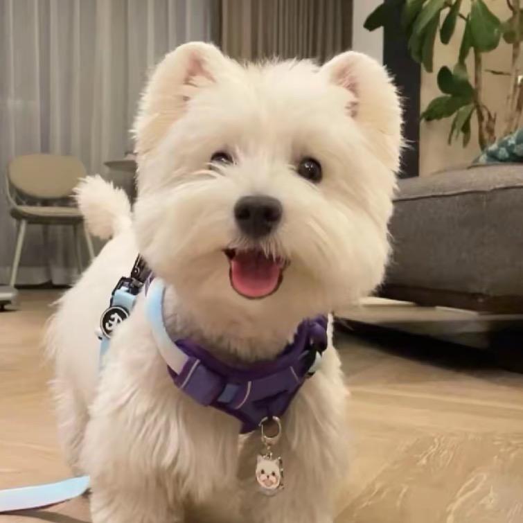 浙江亿只西高地5号