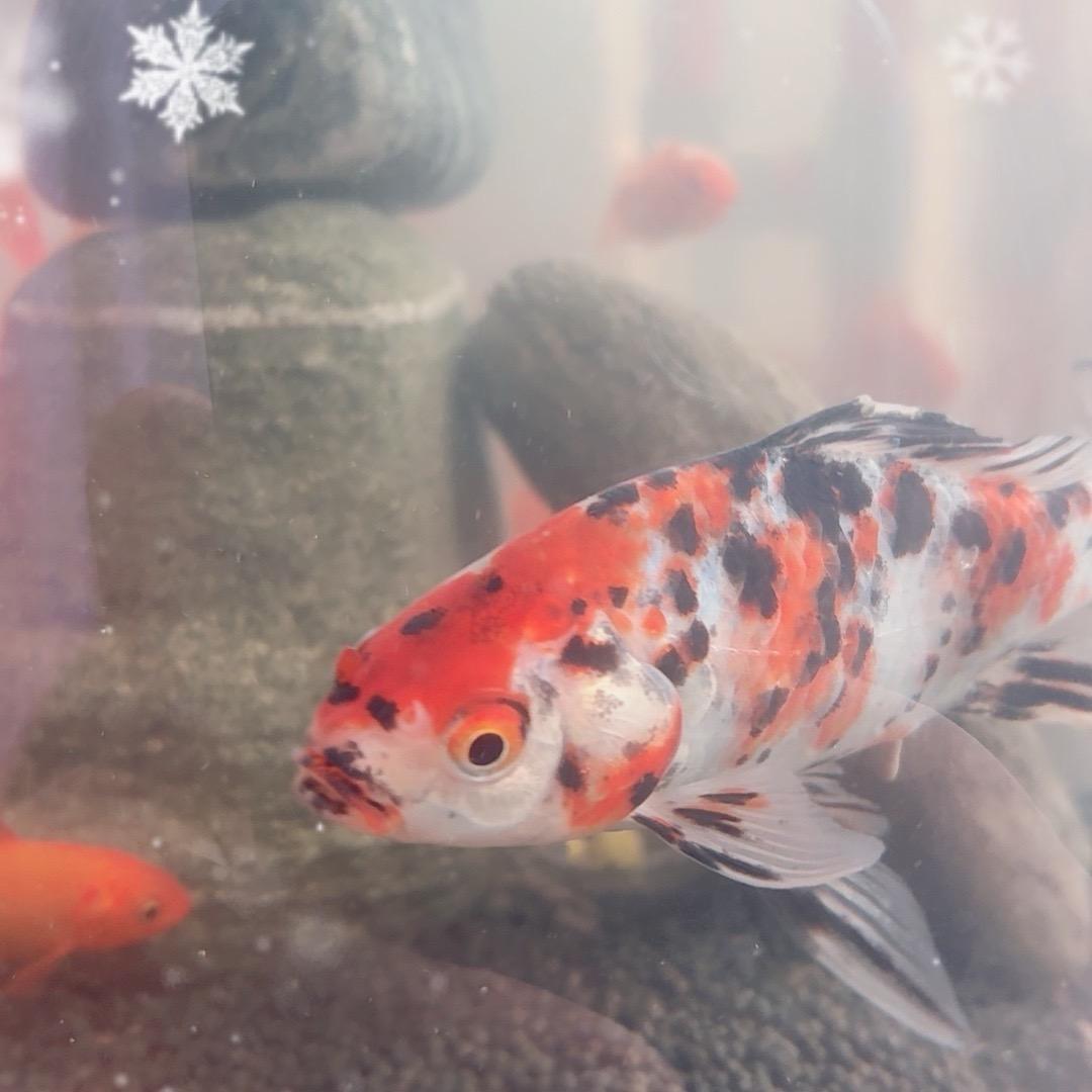 一生平安