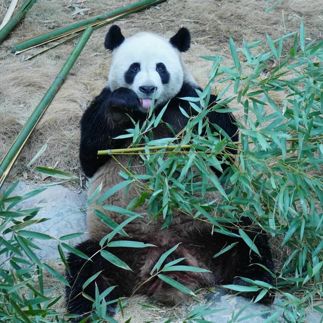 熊了个猫🐼
