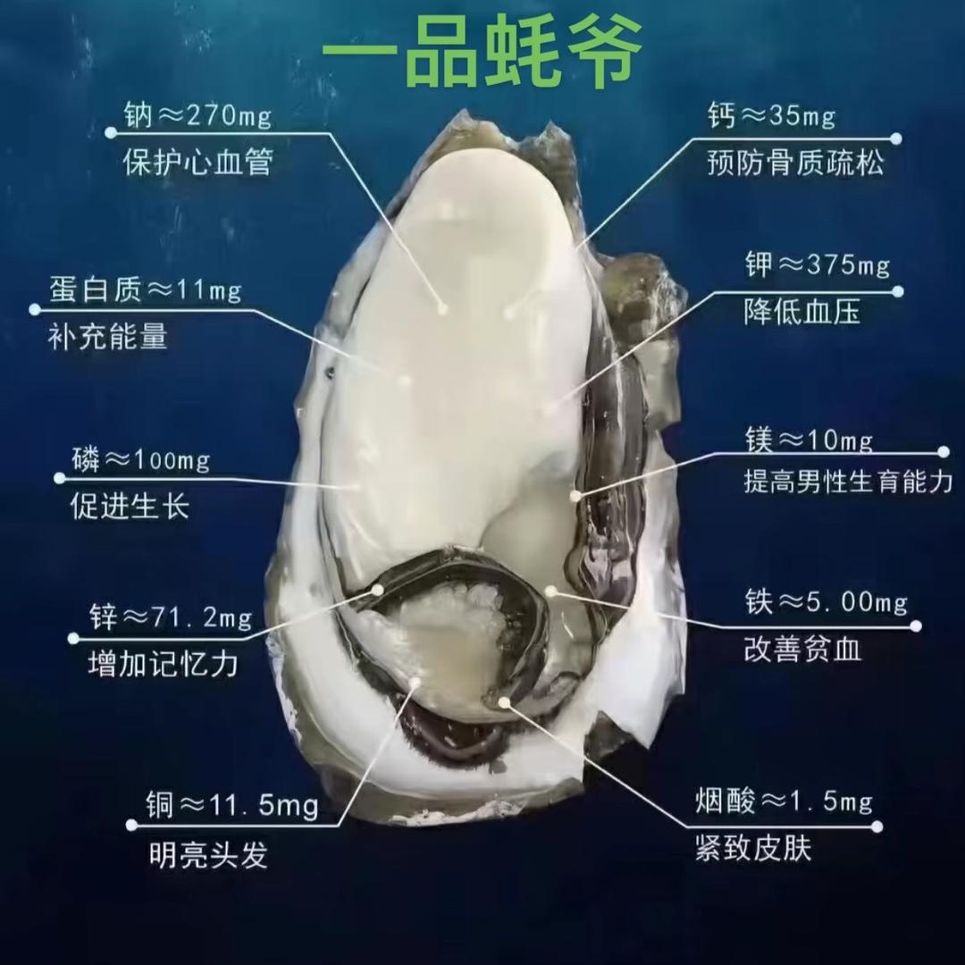 一品蚝爷《教学》