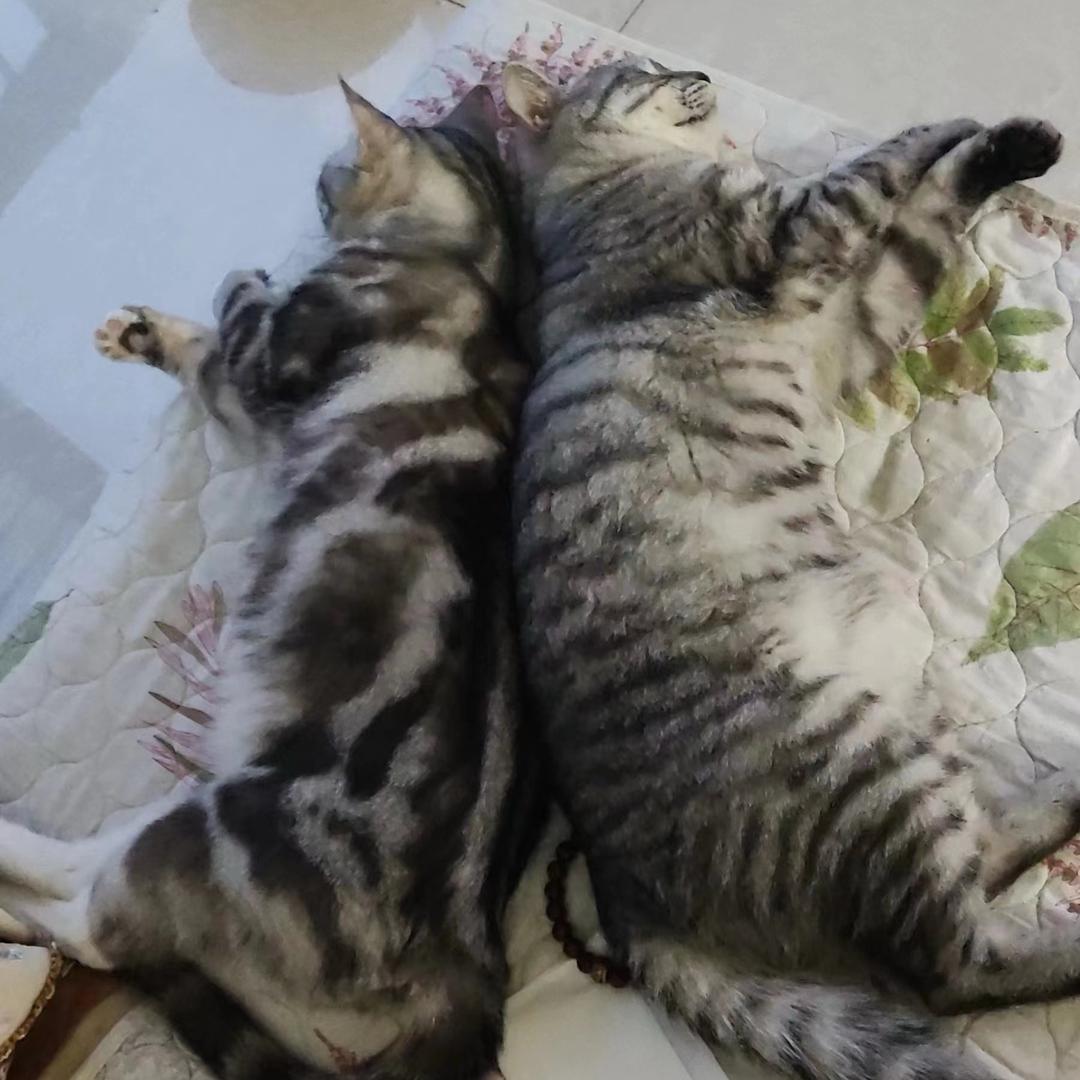 鹏王