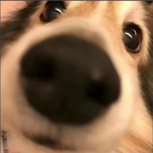 二狗^_^