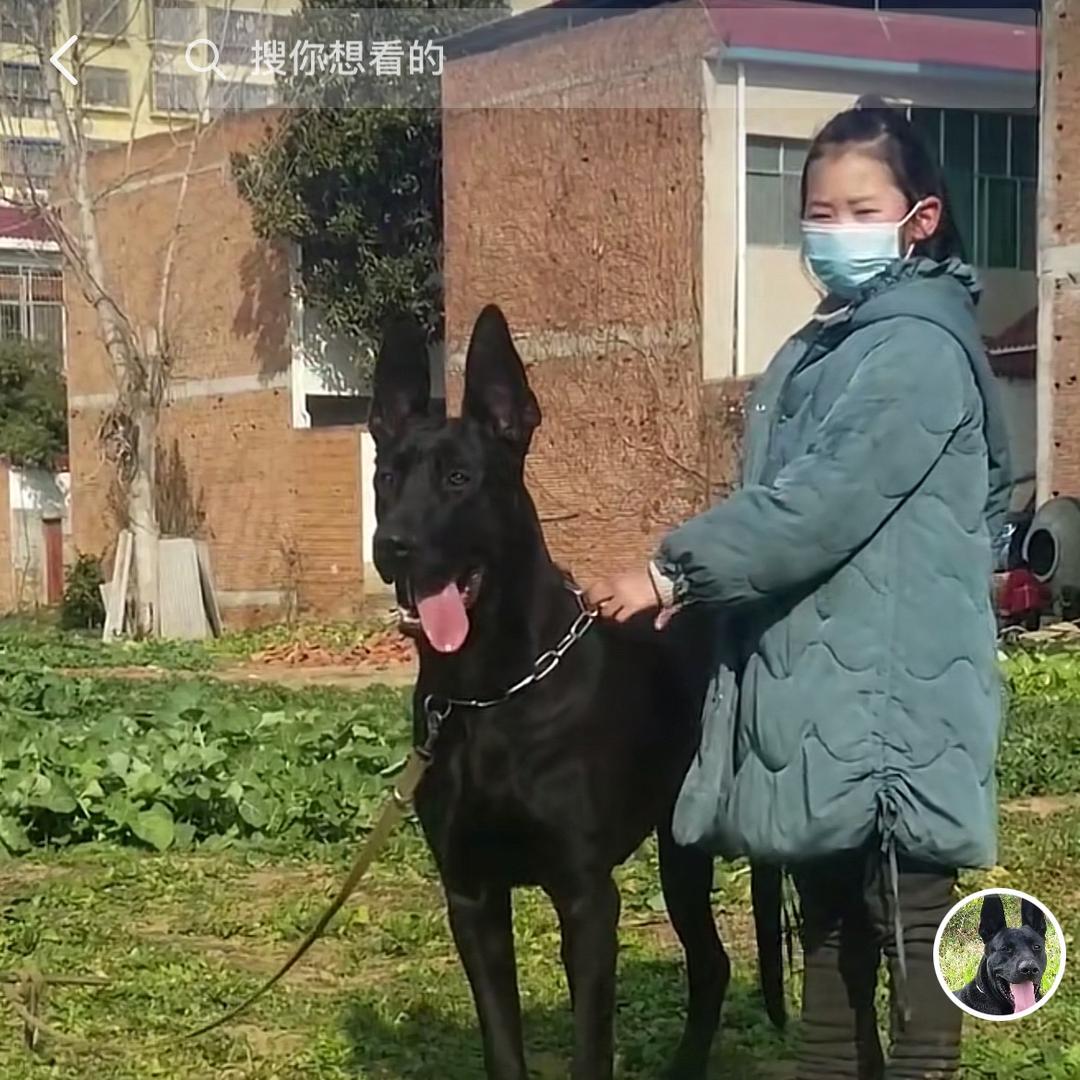 新野县豹系黑狼犬养殖场