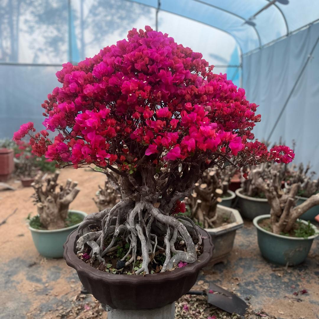 花好叶园