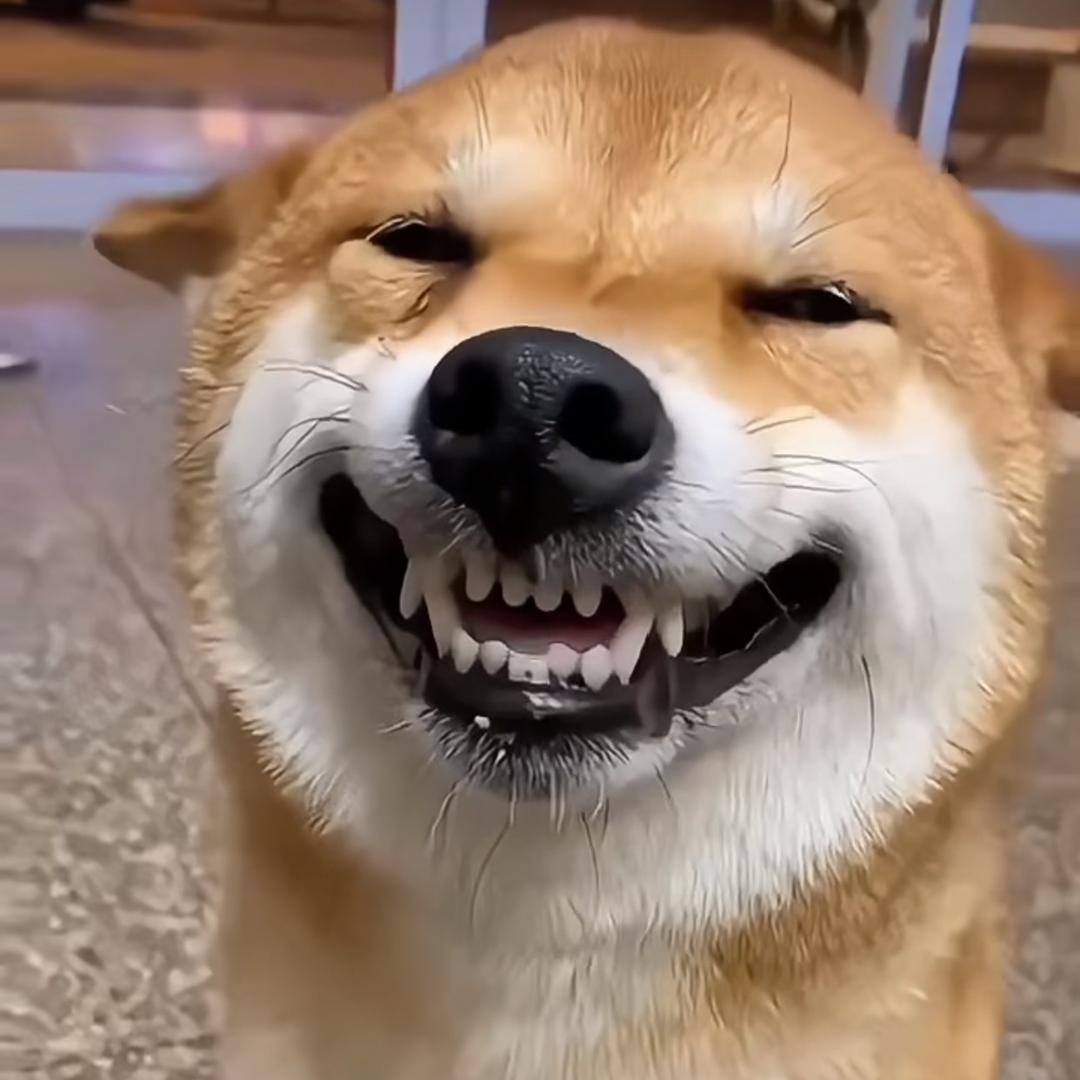 喵了个咪....