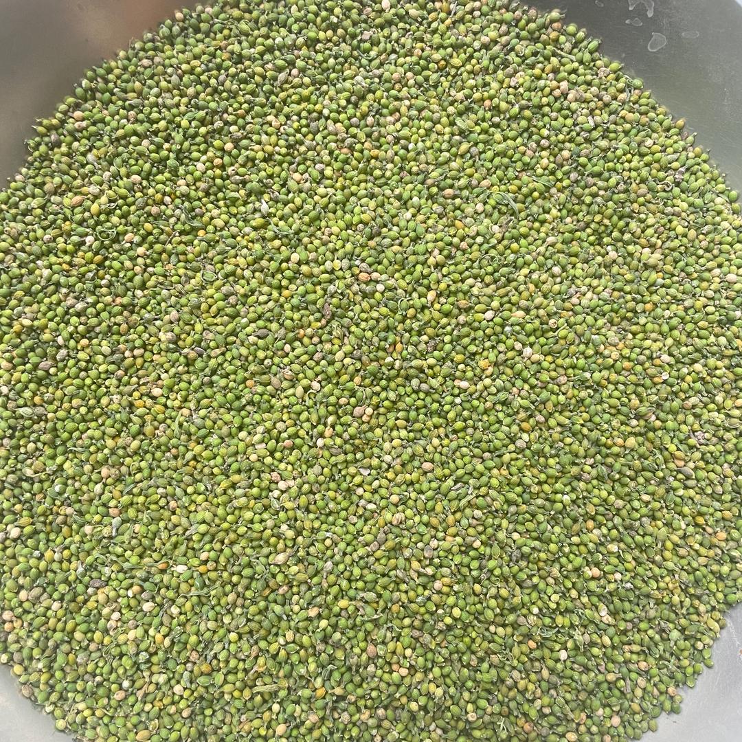 常年收购百蕊草