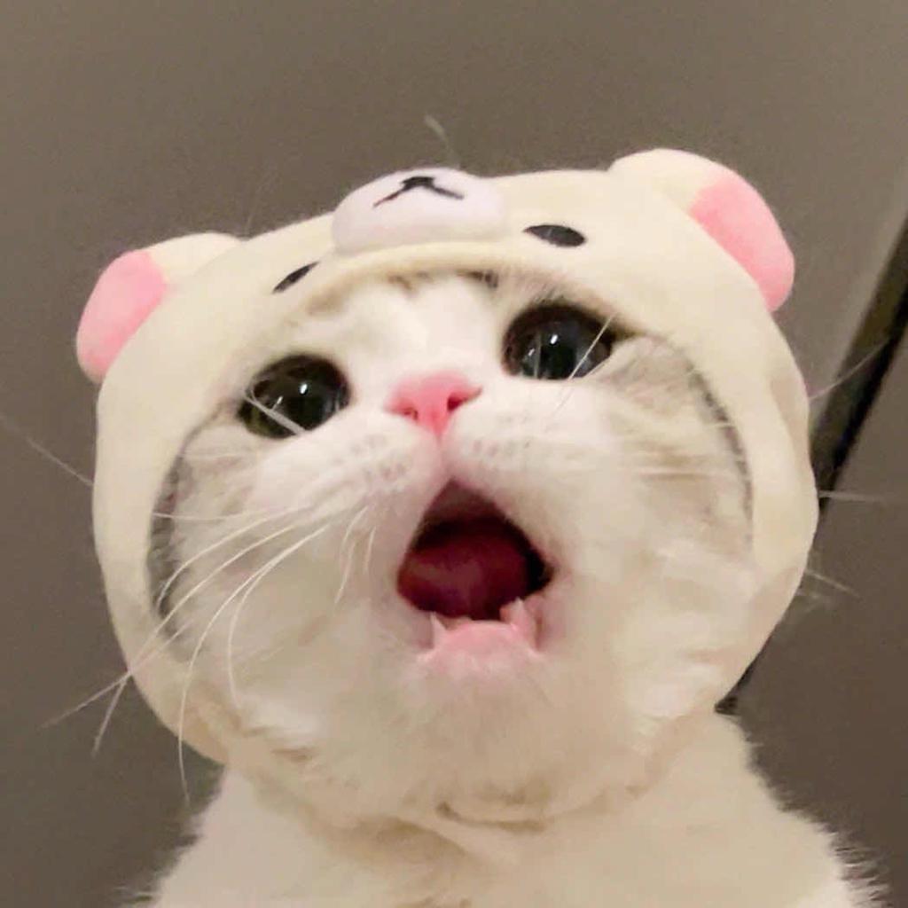 鱼鱼一鱼