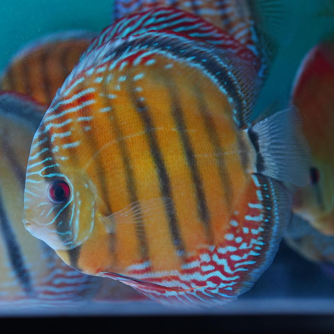 贵阳铭彩灯鱼鱼房