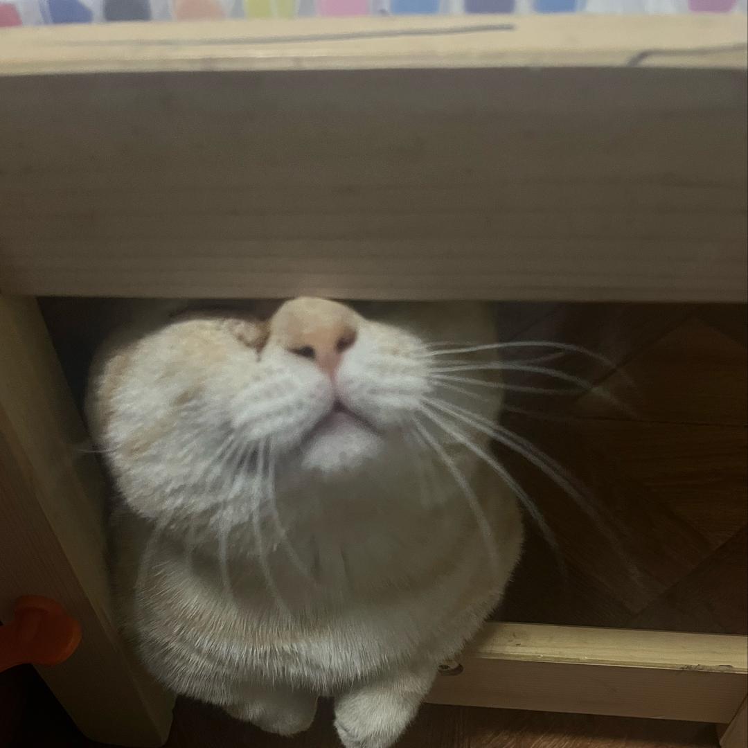 猫咪肥包的日常