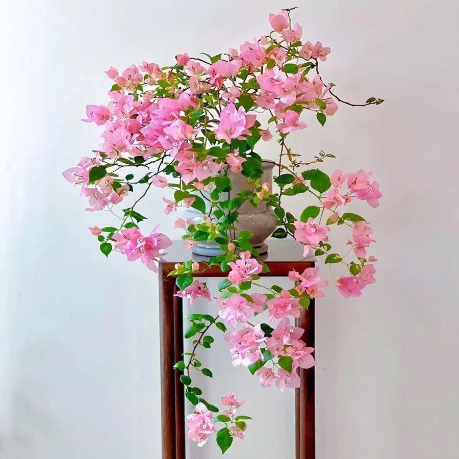 拾园三角梅