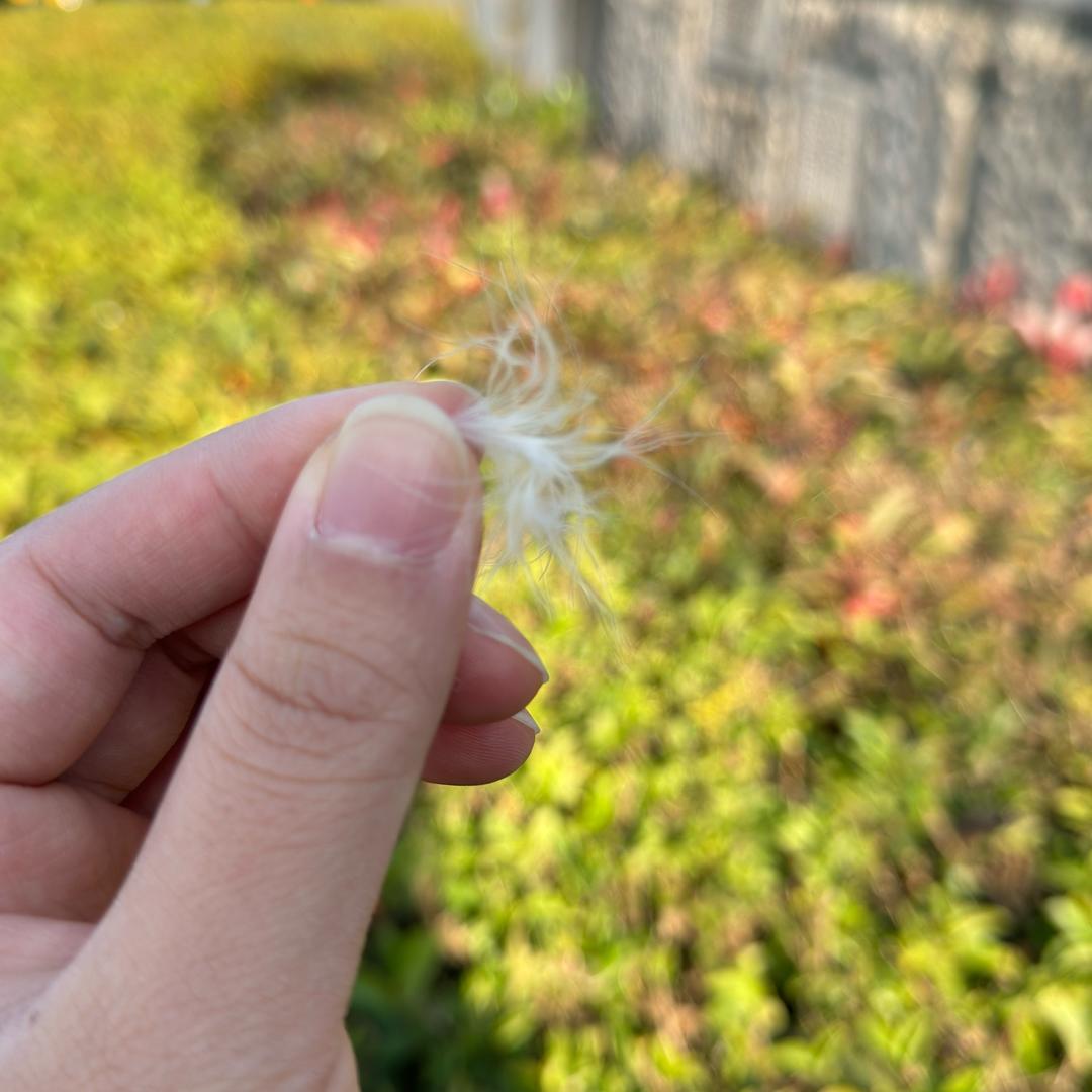 变温柔了哇
