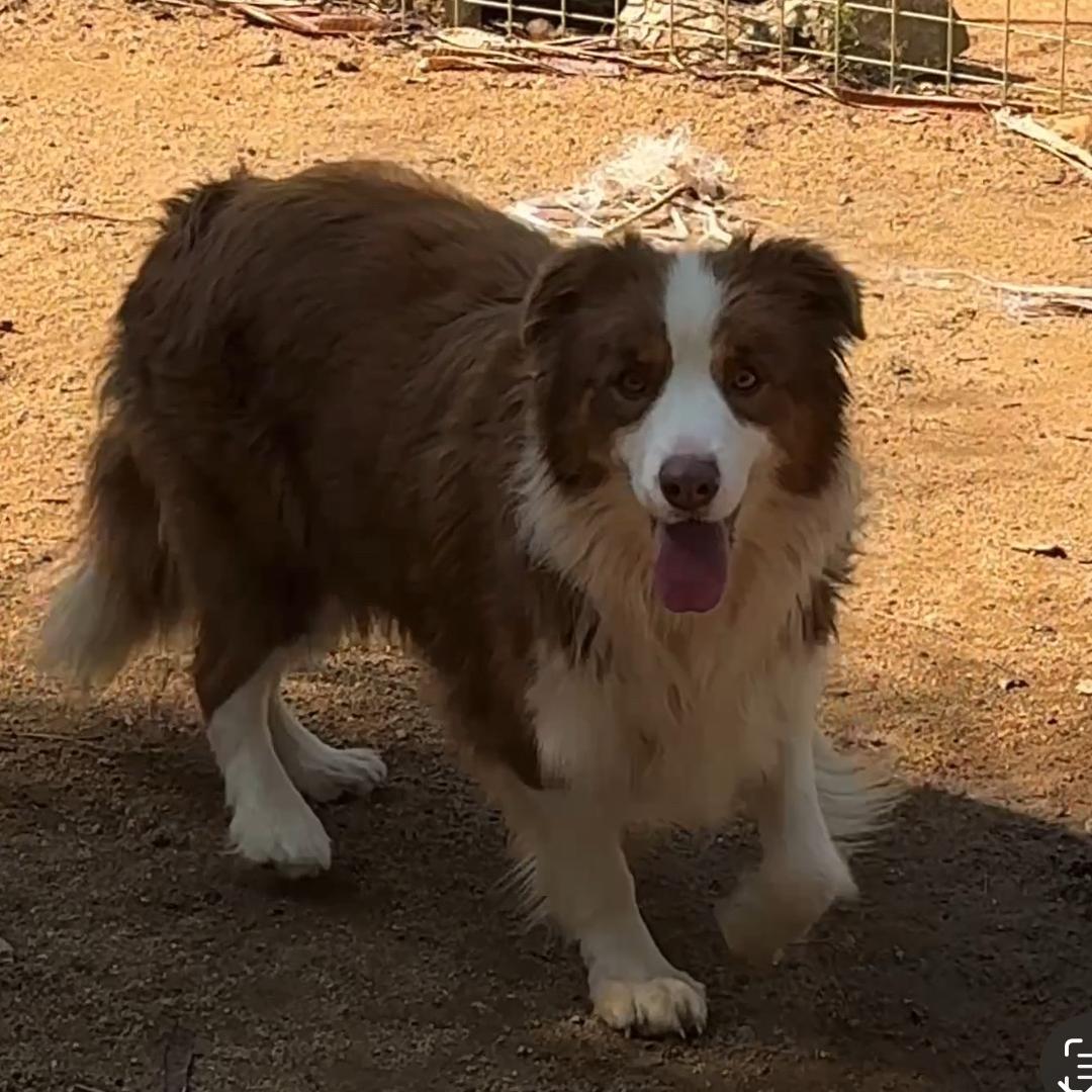 厦门爱丽莎CKU边牧犬舍