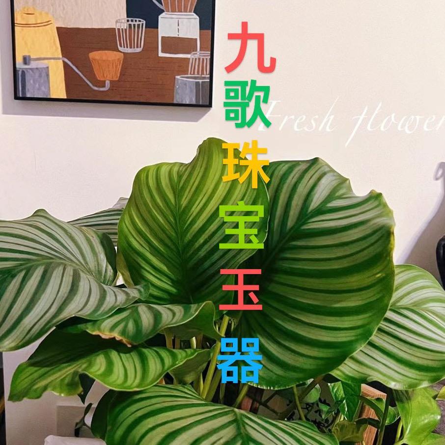九歌✌️石心石艺文化