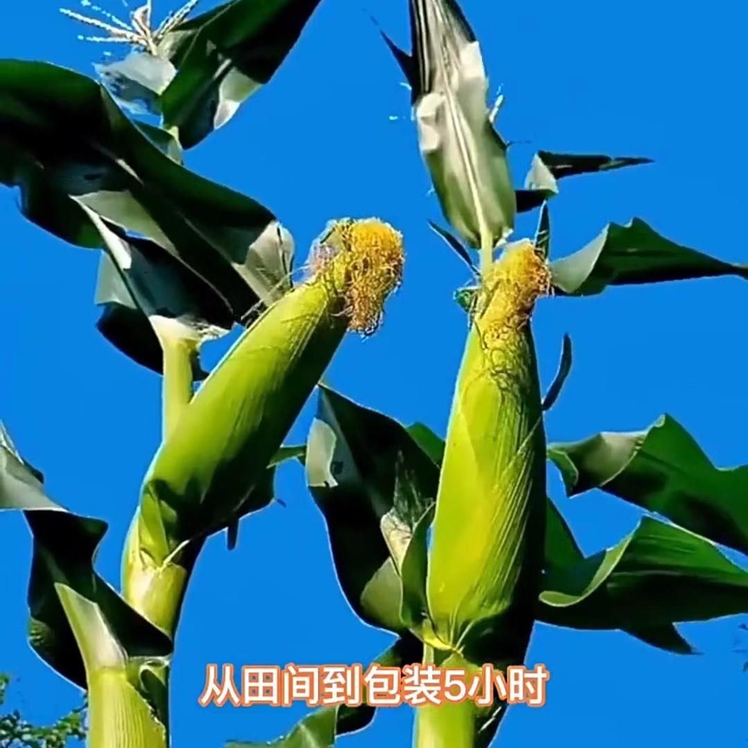 粒粒糯