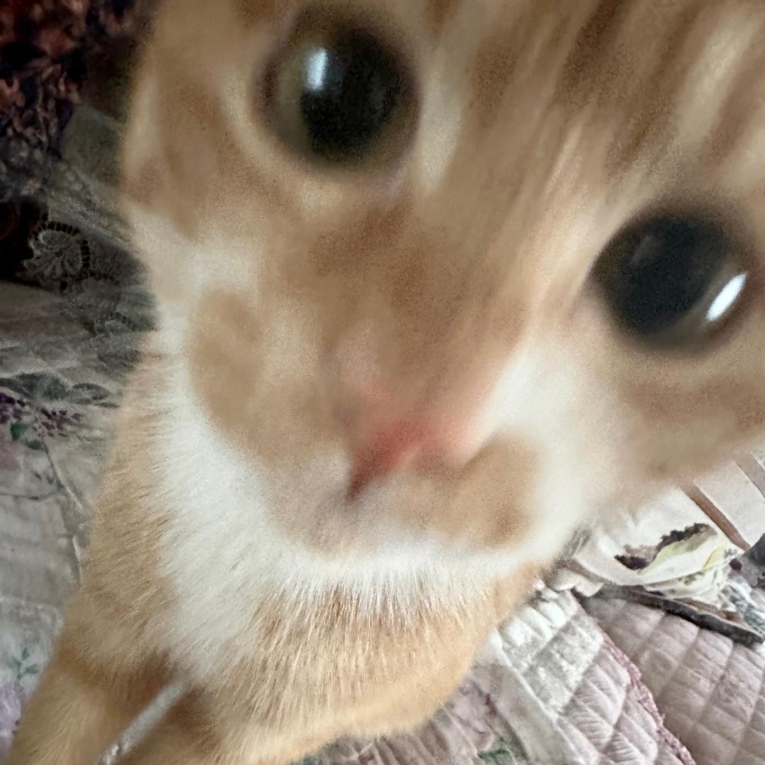 局外猫