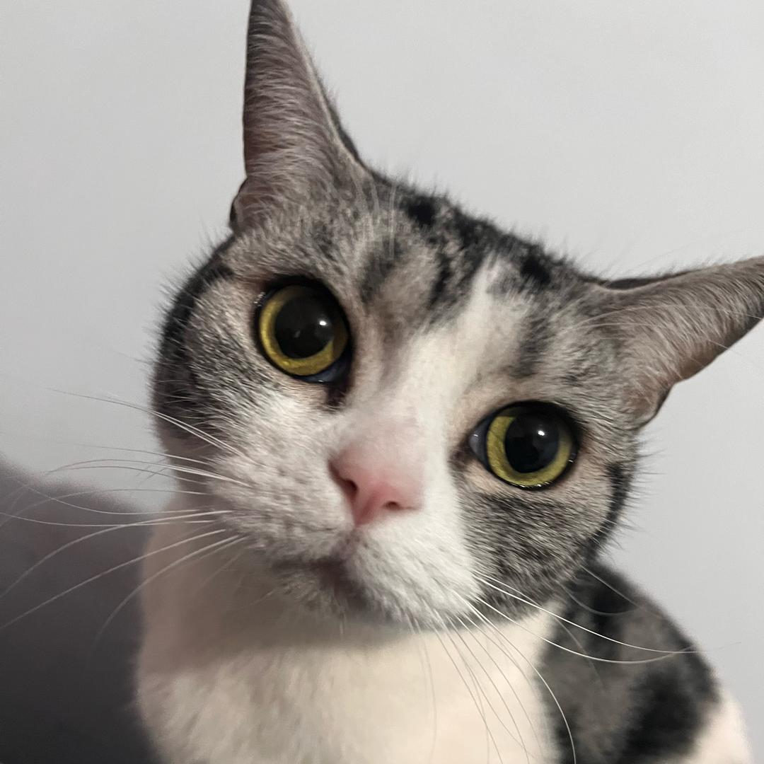 猫灬薄荷