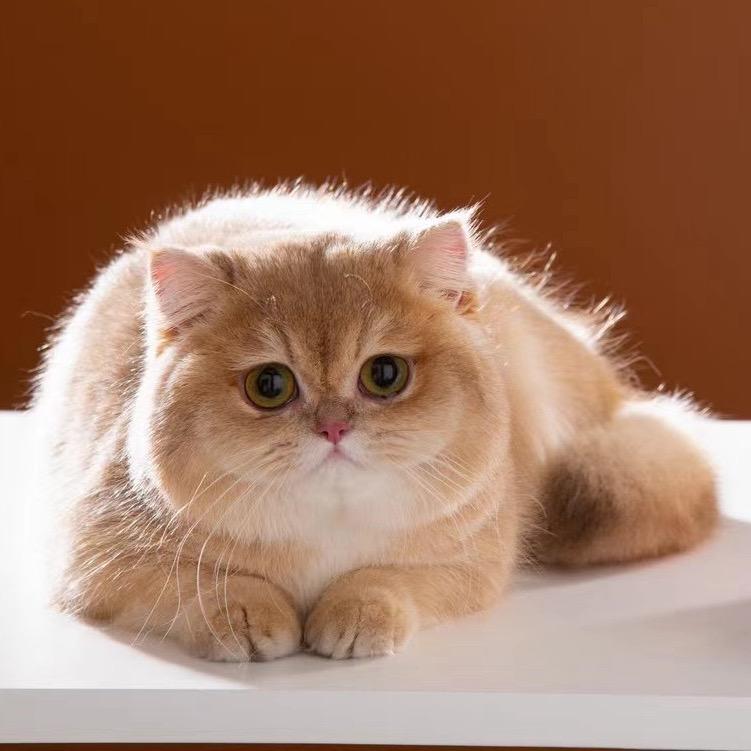 晨雨赛级渐层猫舍