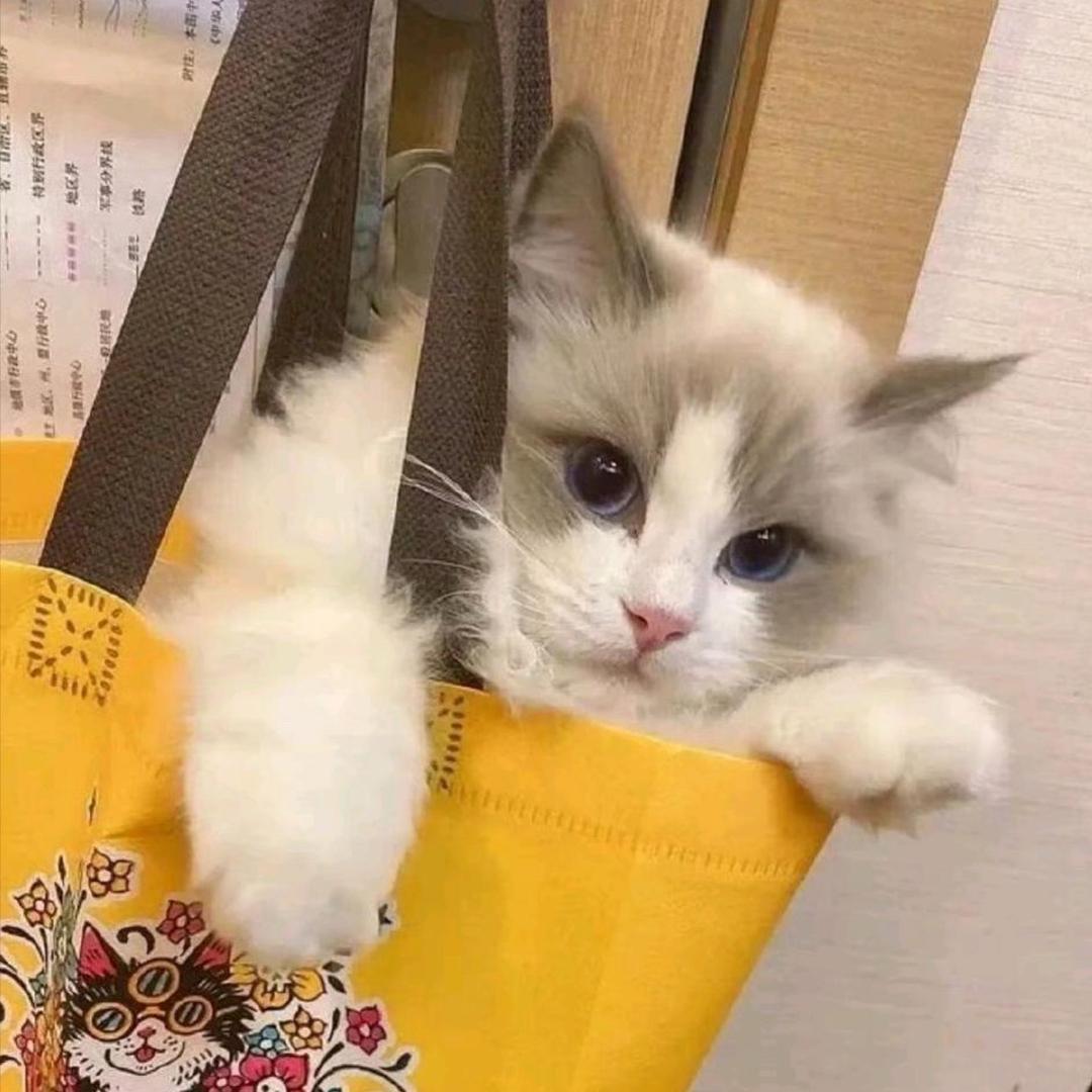 little bunny