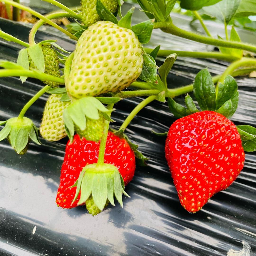 良三生态草莓园