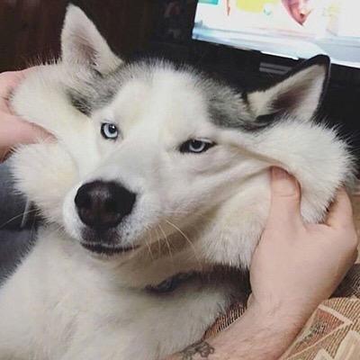 鸽子也叫咕咕