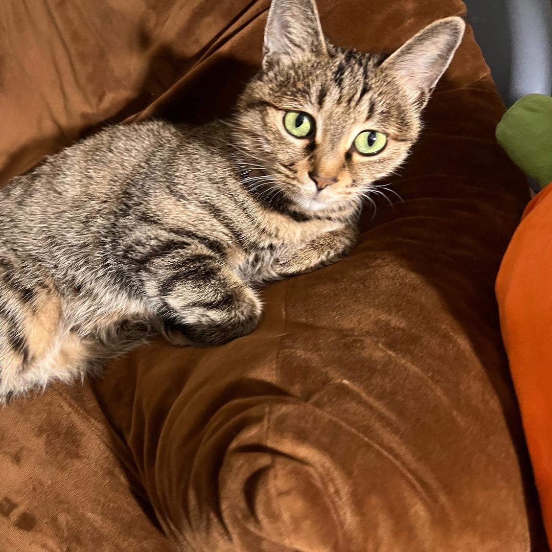 平安丨喜樂（三角洲）