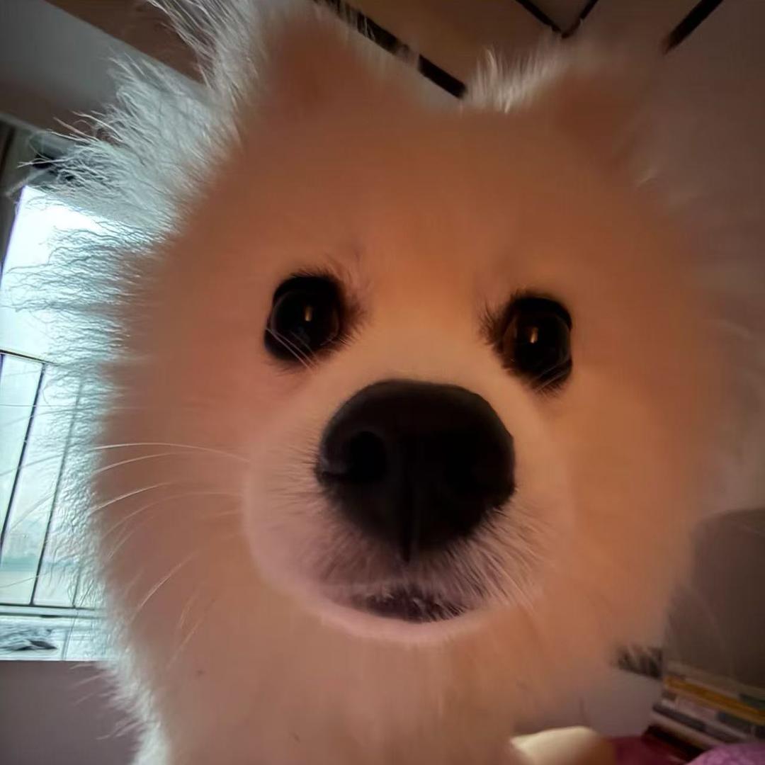 伤心大圆啵切片