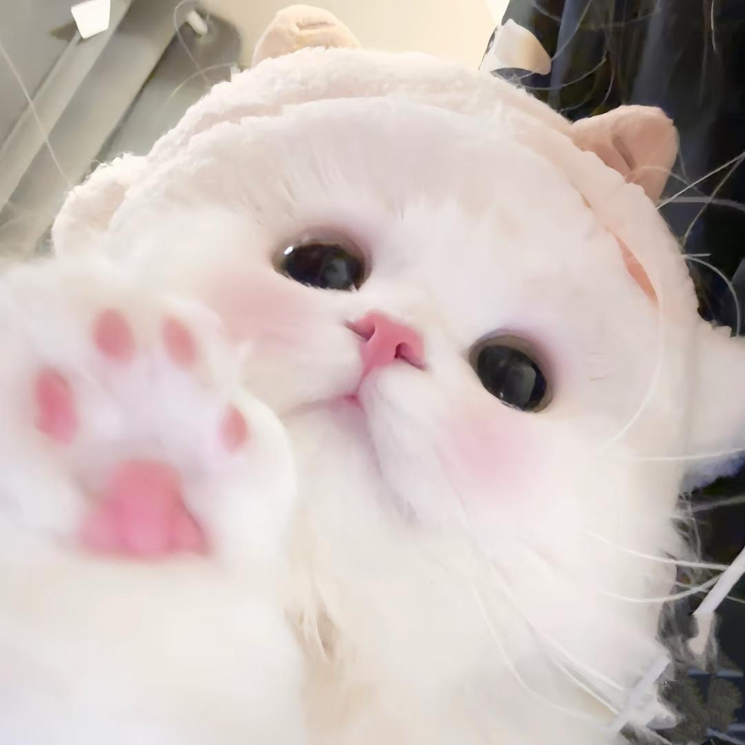 笑笑美眉🎀（新团筹备中）