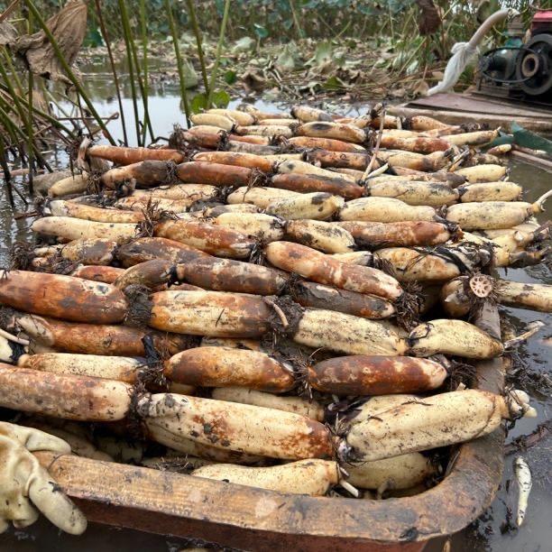 妮妮(洪湖莲藕)