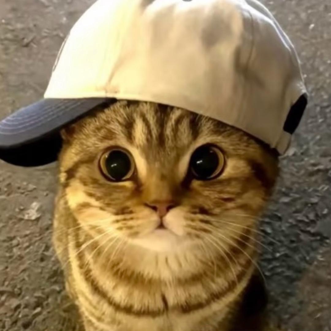 kitty.（沉淀版）