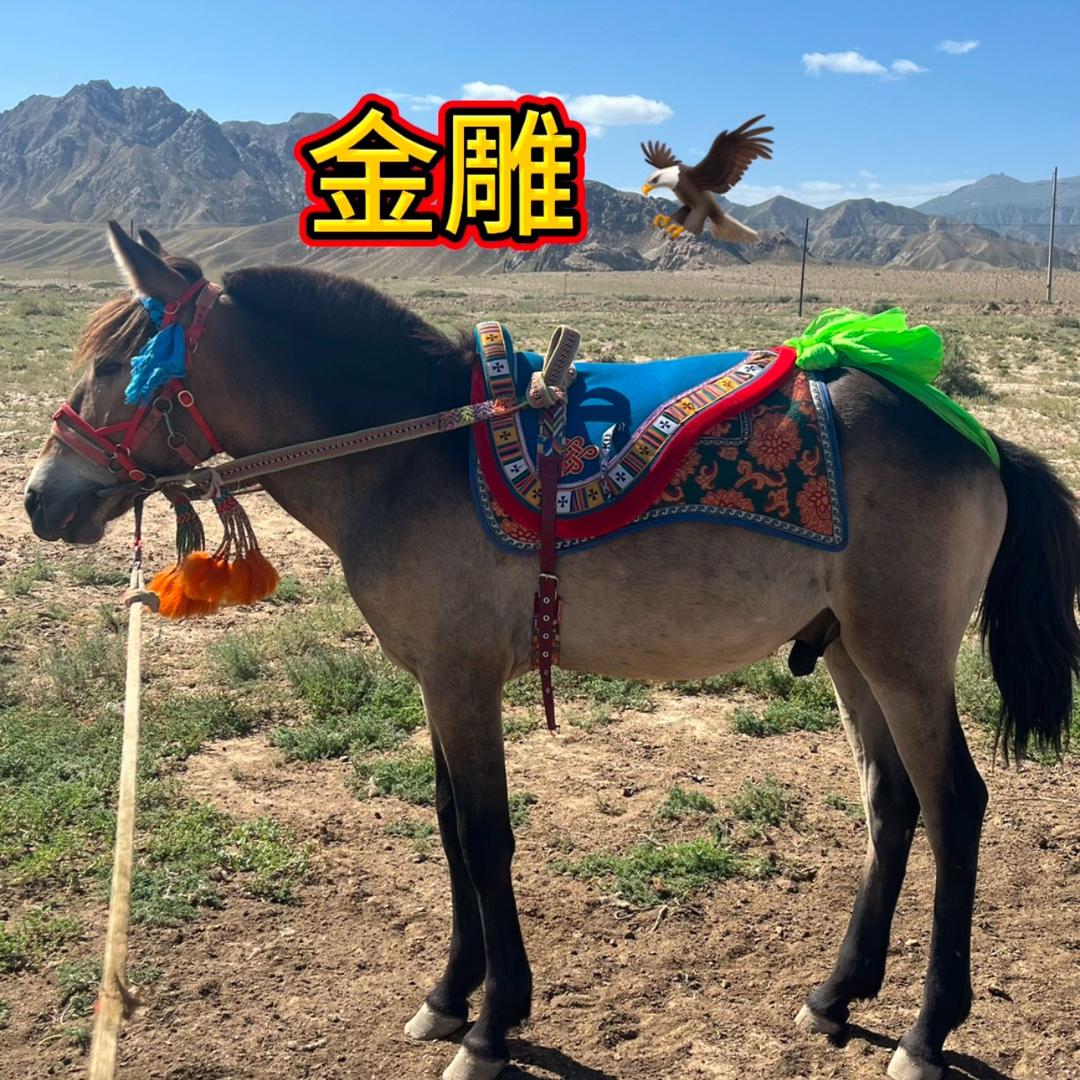 《回骏飞腾》马耀子、