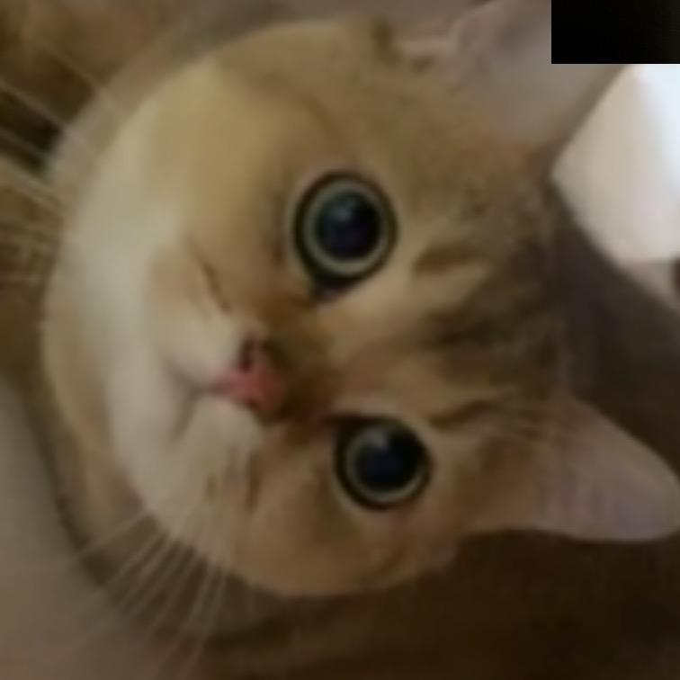 小笨与蛋妹