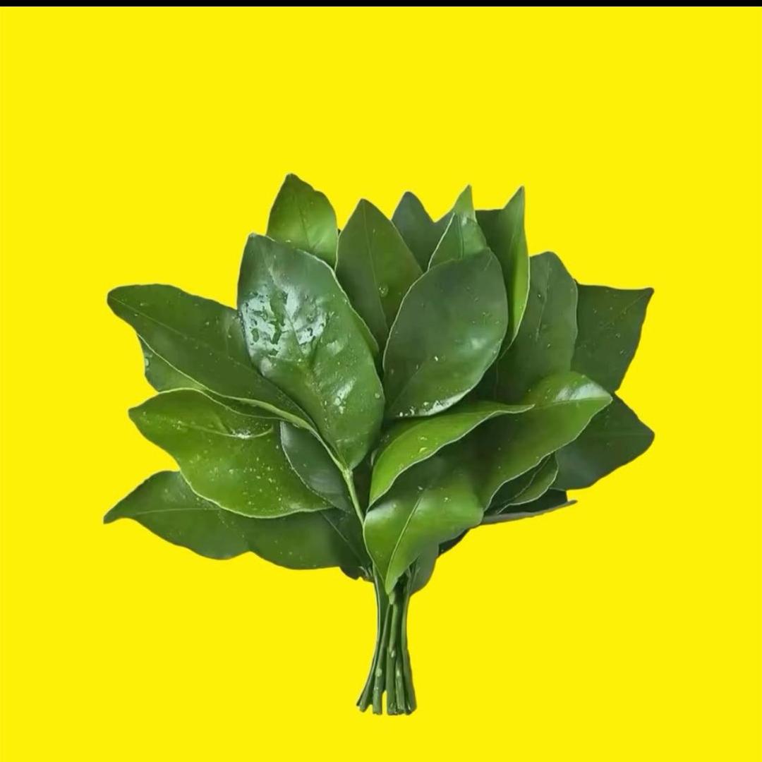 桃花仙人        🕊️