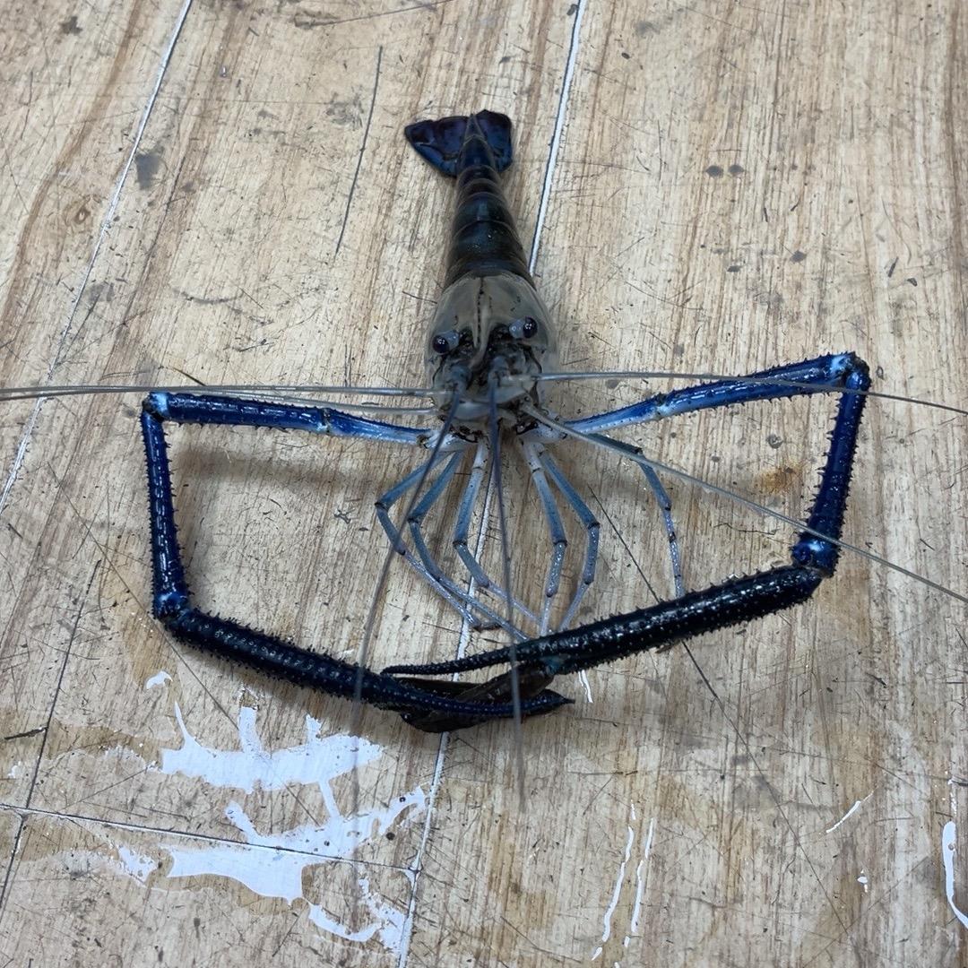 抓鱼人🐟🐟2971464062224