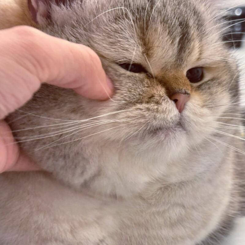 萝西粉