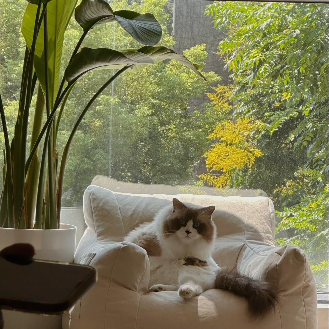 Casset.Cat