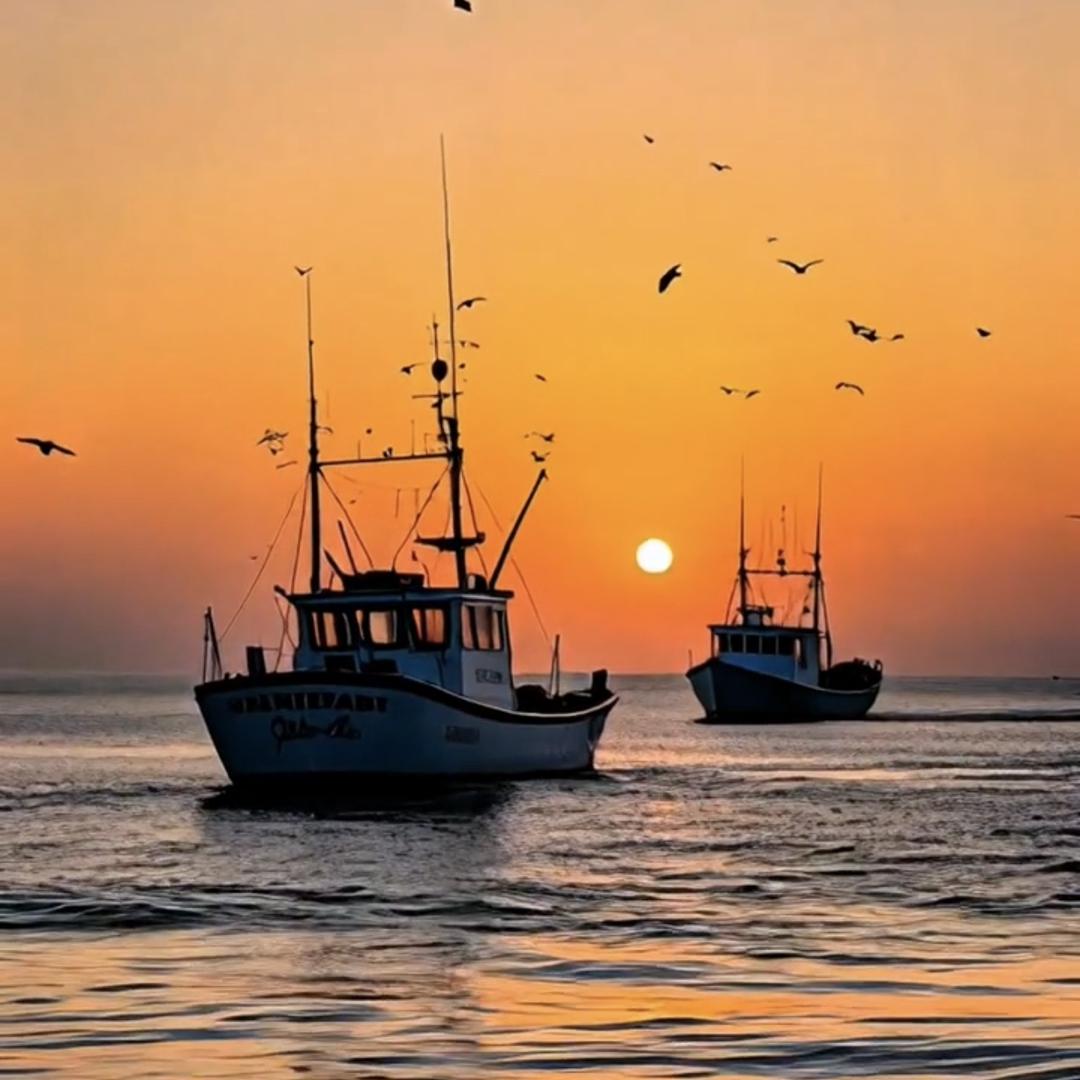 渔船鲳鱼加工厂