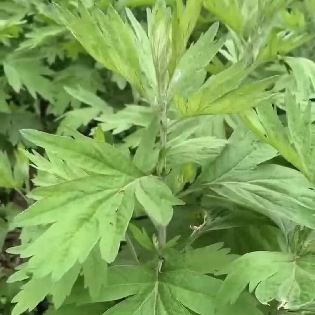 蕲春美康香草