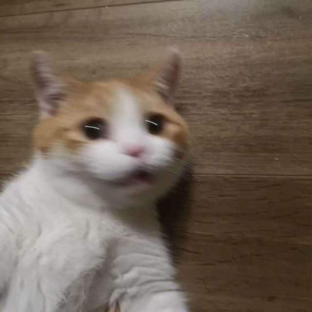 宁锅锅