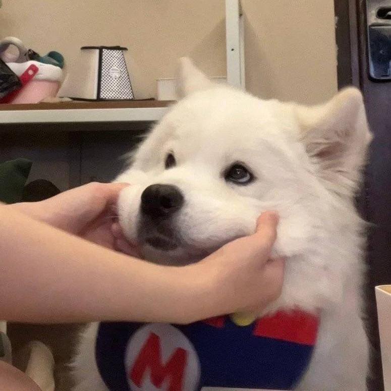 芋元小八