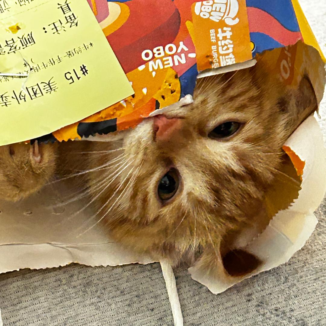 七月的猫猫