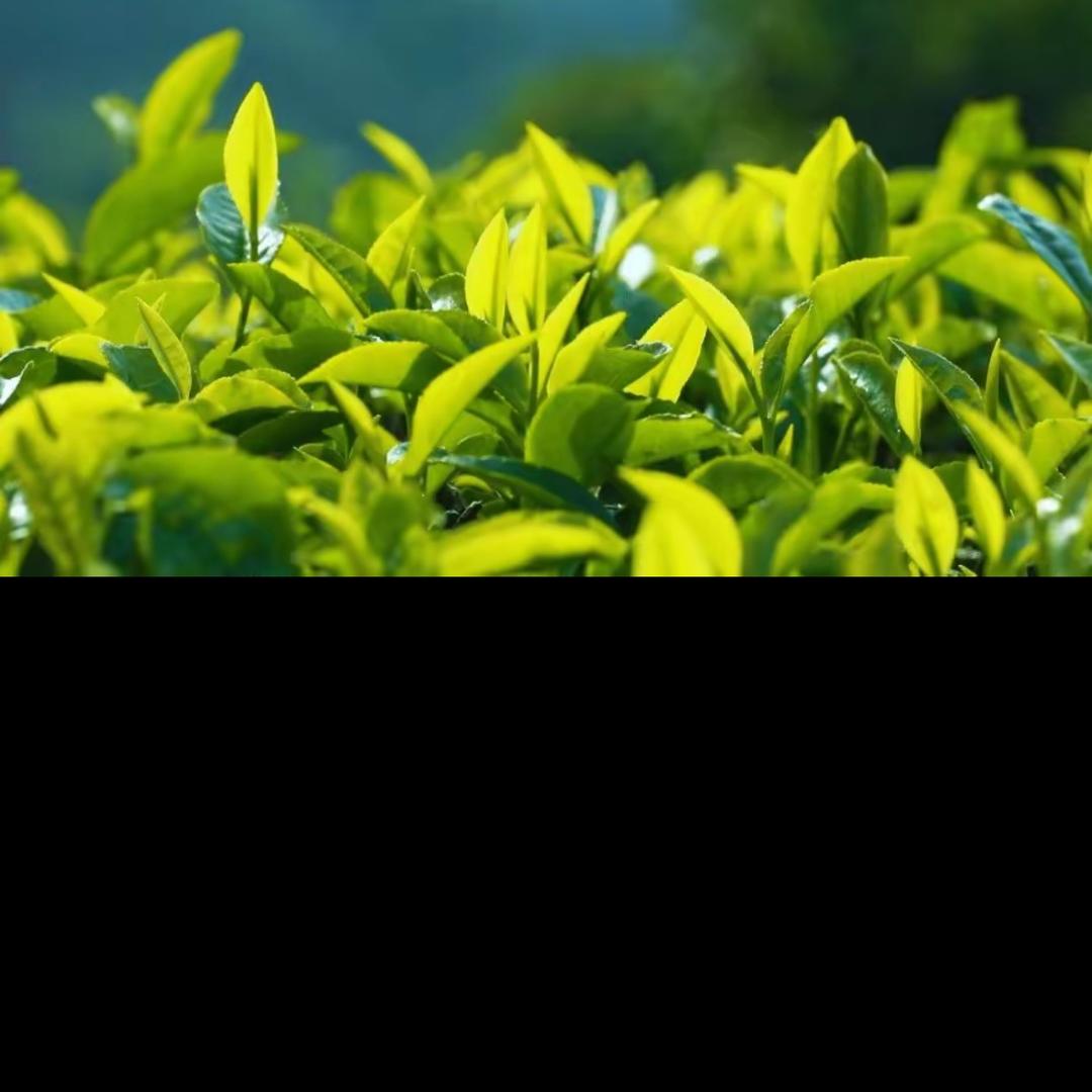 都昌二牛