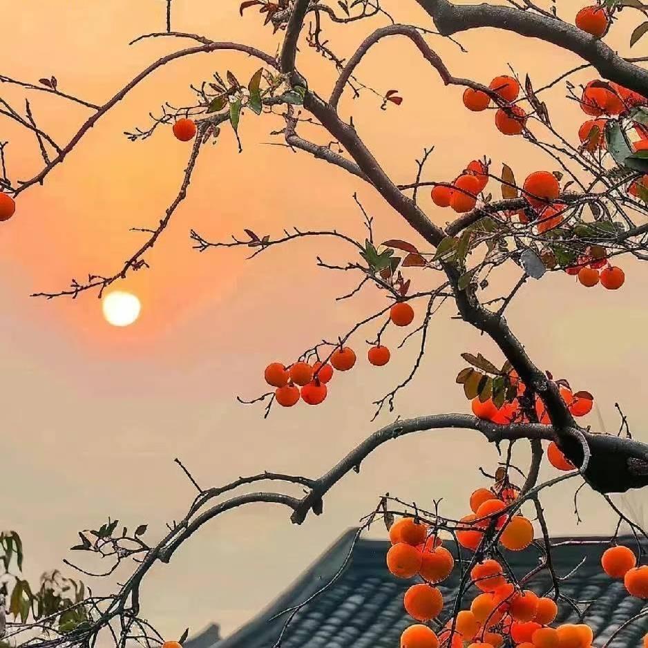 十三姨🔥