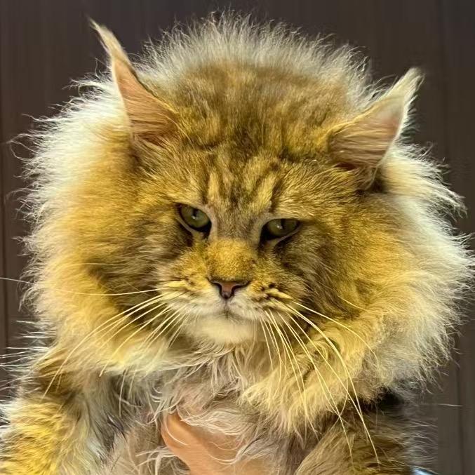 Saili赛梨🍐家的缅因猫🐱