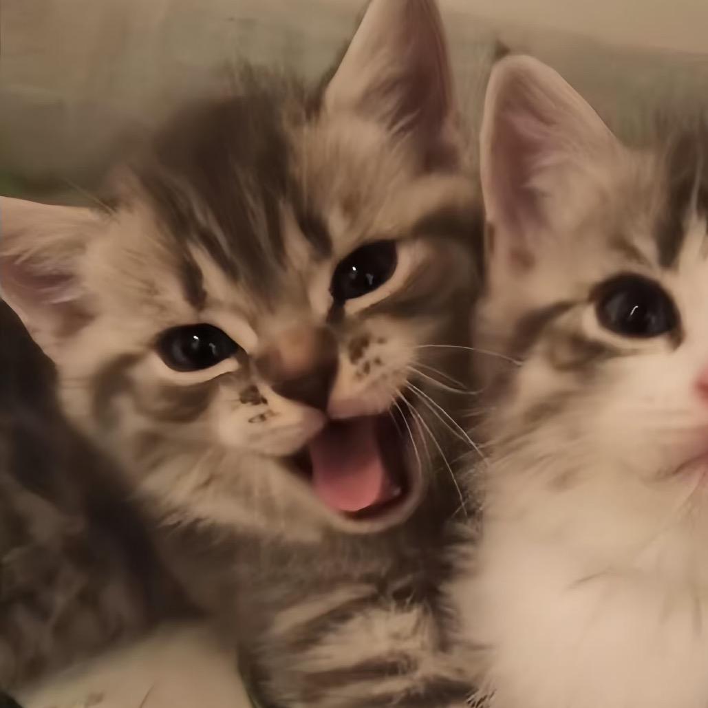 面包猫