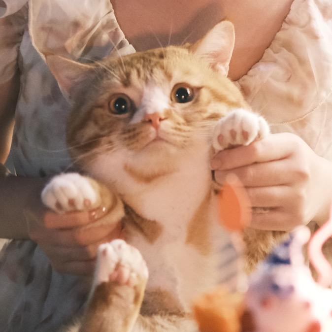 野原小猪头